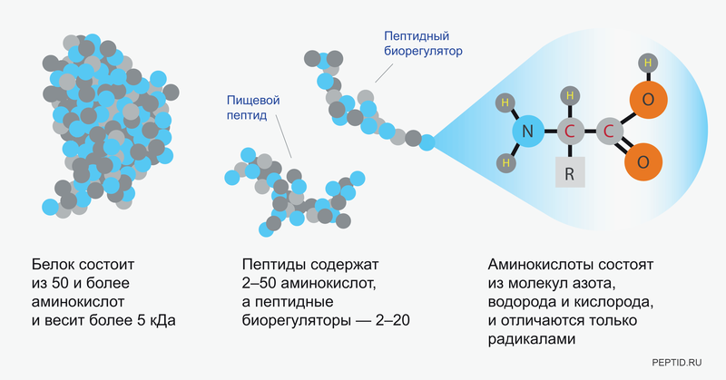 Пептиды и белок