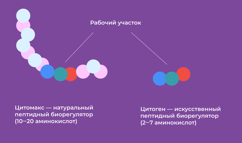 Натуральные и искусственные пептиды