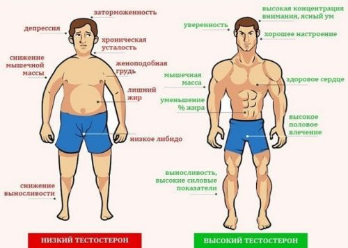 testosteron3