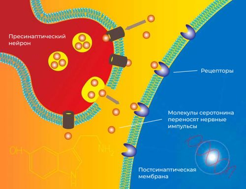 гормоны эпифиза