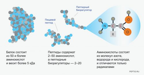 пептиды и белки