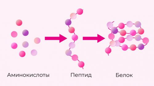 пептиды