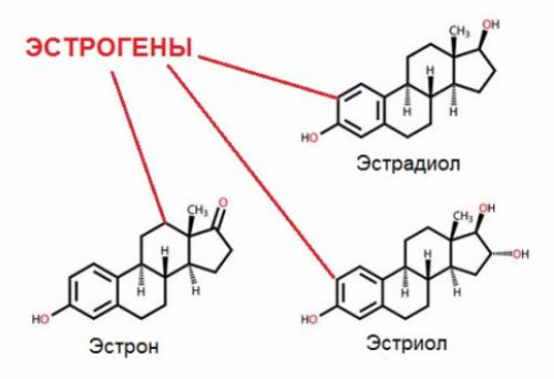 эстроген