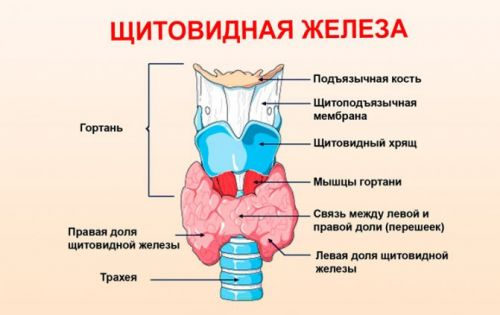 stroenie-shchitovidnoj-zhelezy