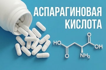 Аспарагиновая кислота: что это и какую роль играет в нашем организме